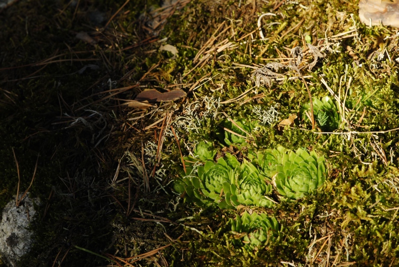 globiferum ssp. globiferum from Rabí (Líšná)