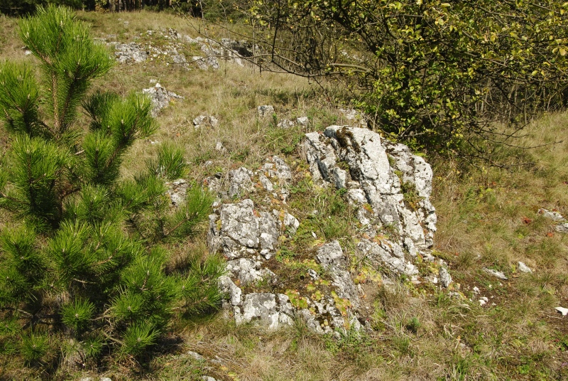 globiferum ssp. globiferum from Rabí (Březina SW)