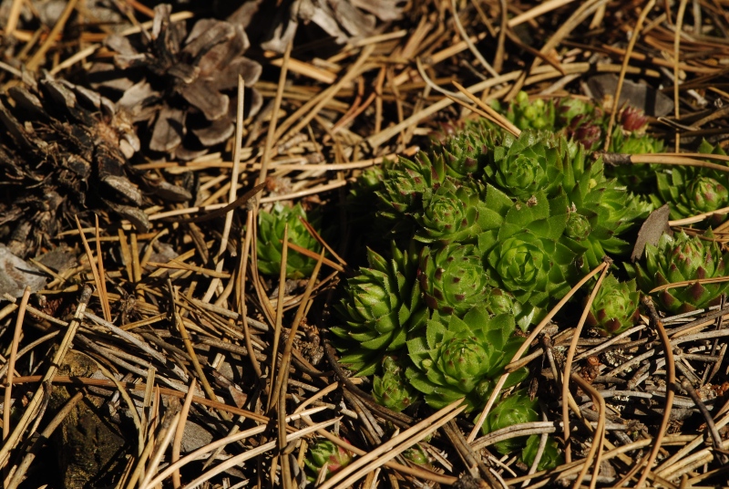 globiferum ssp. globiferum from Rabí (Všech svatých, Kapelle)