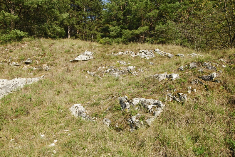globiferum ssp. globiferum from Rabí (Březina SW)
