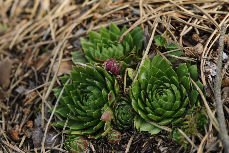 globiferum ssp. globiferum from Rabí (Všech svatých, Kapelle)