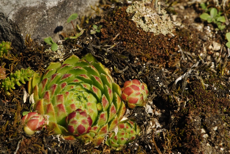 globiferum ssp. globiferum from Rabí (Březina SW)