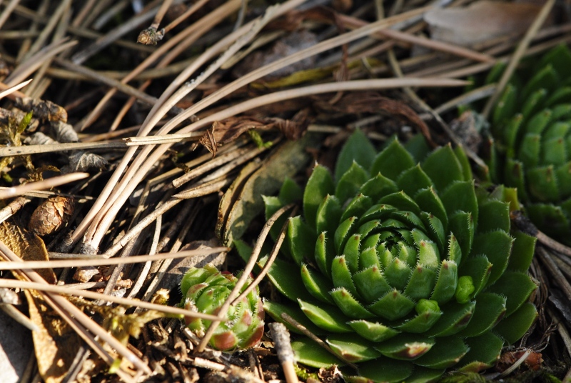 globiferum ssp. globiferum from Rabí (Všech svatých, Kapelle)