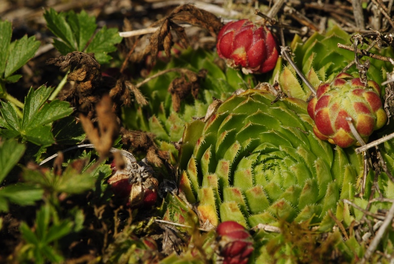 globiferum ssp. globiferum from Rabí (Březina SW)