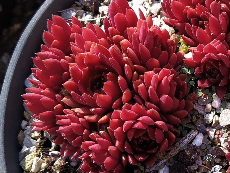 Coral Red®