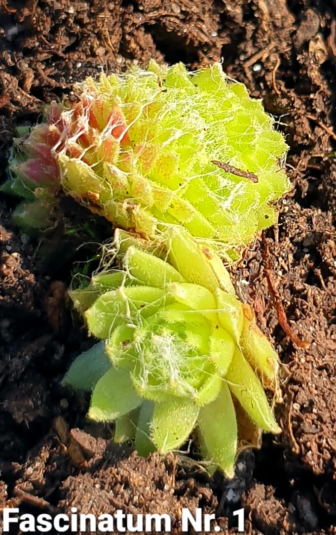 Fasciatum Nr. 1