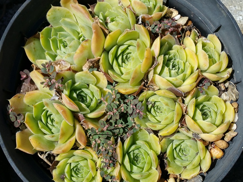 Green Korspel / Jovi