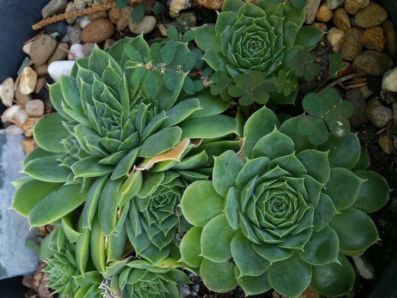 Green Luca / Jovi