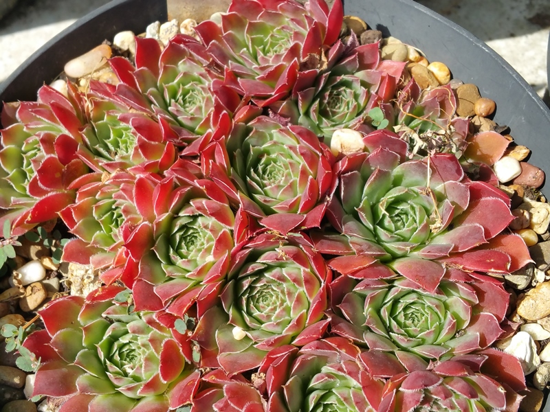 Greenish Red / Jovi