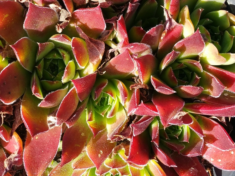Hortensia / Jovi