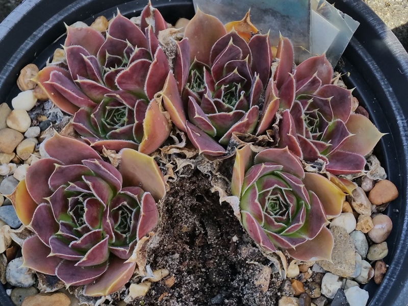 Iris / Jovi