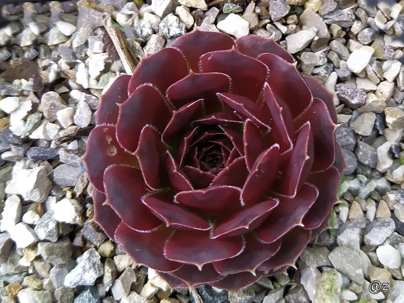 Korspelse Zilpa / Jovi