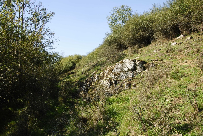 globiferum ssp. globiferum from Rabí (Podrabský mlýn)