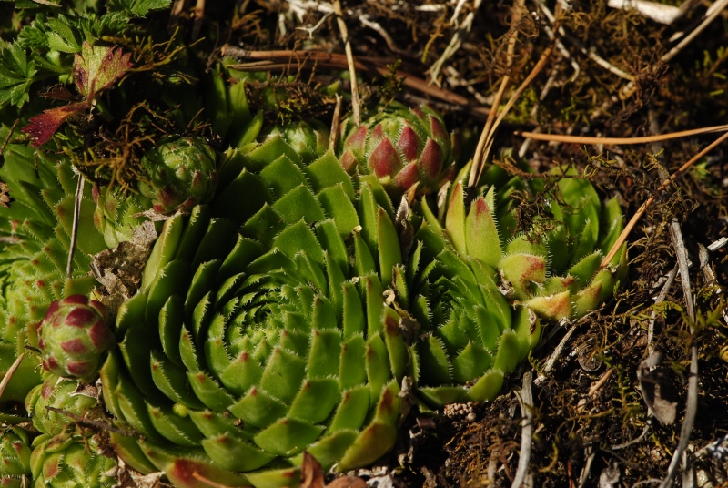 globiferum ssp. globiferum from Rabí (Straße, SW)
