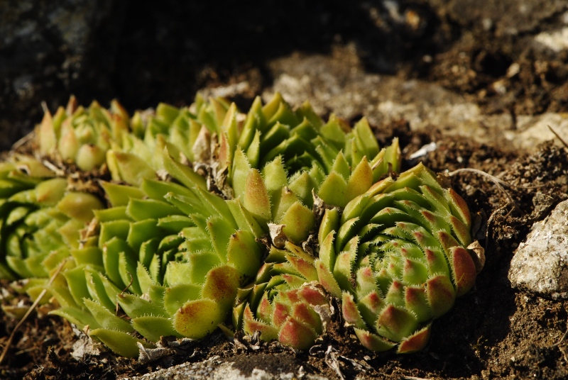 globiferum ssp. globiferum from Rabí (Podrabský mlýn)