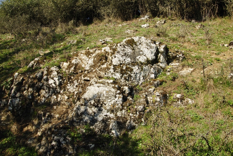 globiferum ssp. globiferum from Rabí (Podrabský mlýn)