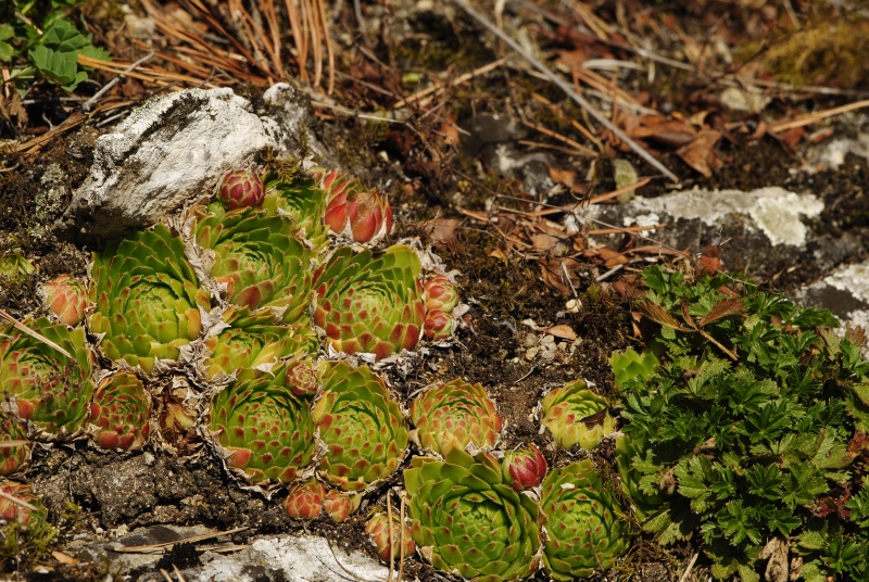 globiferum ssp. globiferum from Rabí (Straße, SW)