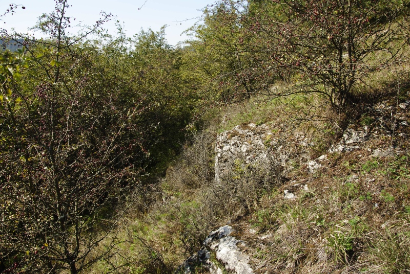 globiferum ssp. globiferum from Rabí (Straße, SW)