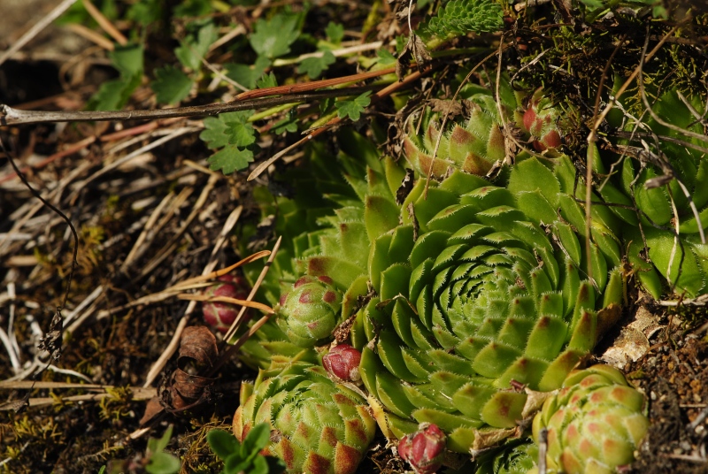 globiferum ssp. globiferum from Rabí (Straße, SW)