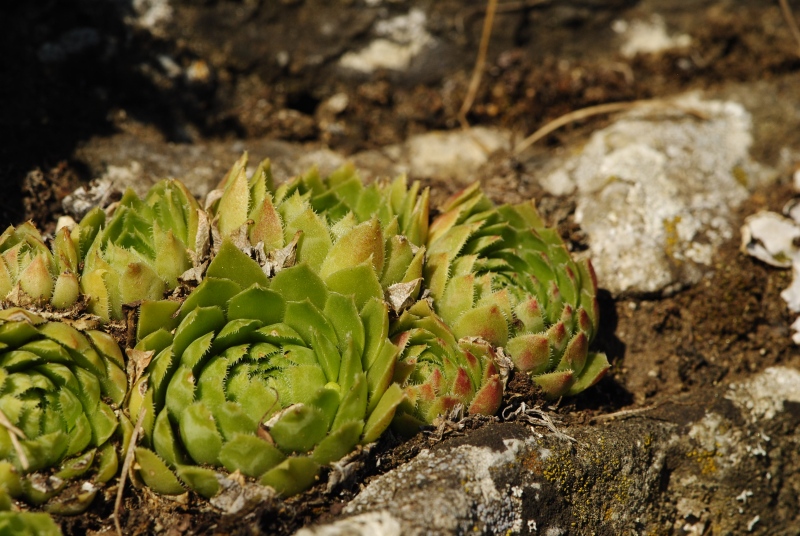 globiferum ssp. globiferum from Rabí (Podrabský mlýn)