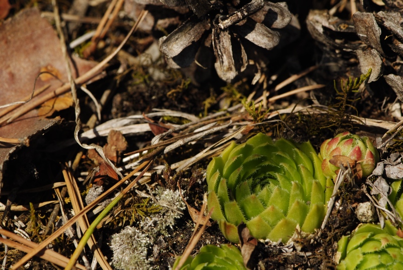 globiferum ssp. globiferum from Rabí (Straße, SW)