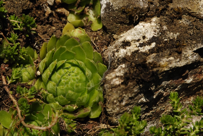 globiferum ssp. globiferum from Rabí (Podrabský mlýn)