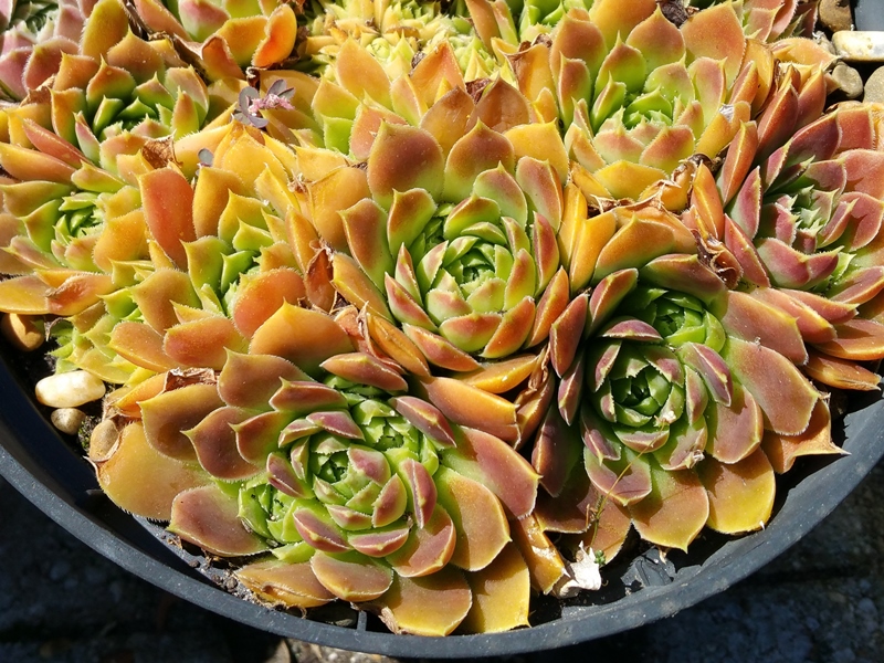 Reginae Amaliae / Jovi