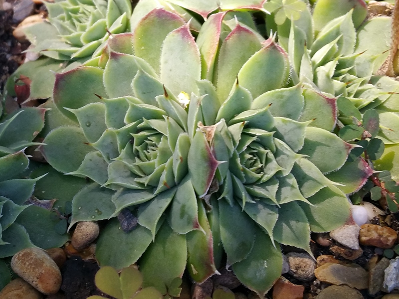 Lavendel Gris / Jovi