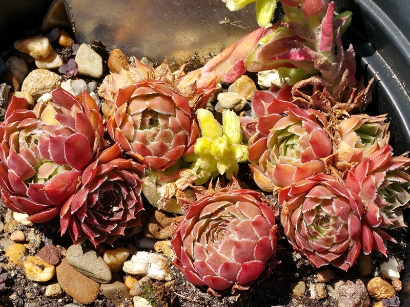 Mausolus / Jovi
