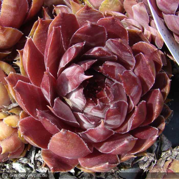 Modesta
