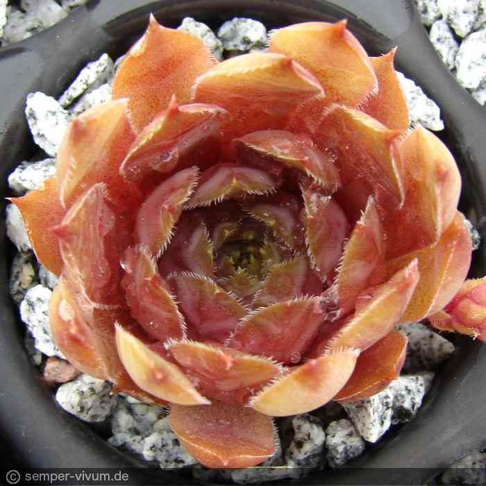 Modesta