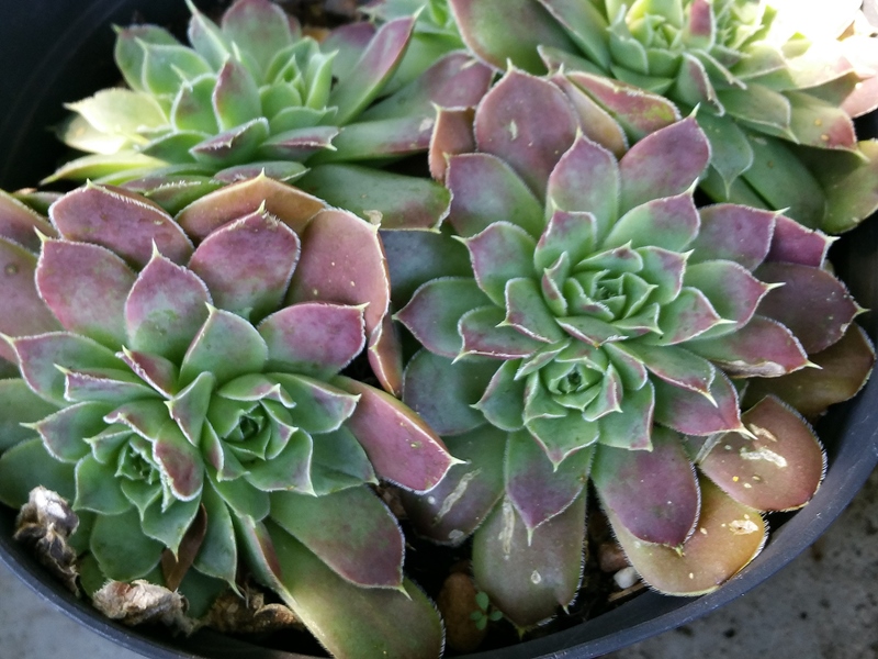 Rockery Gem / Jovi