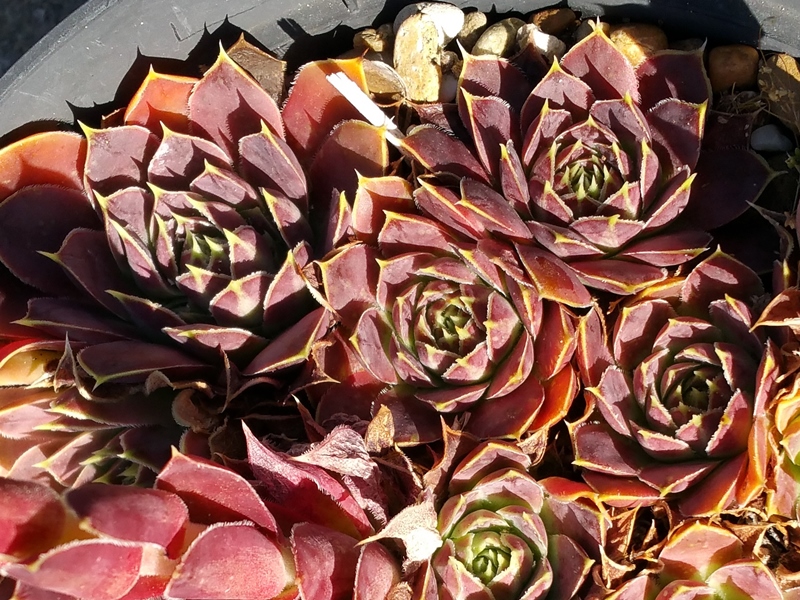 Romaine / Jovi