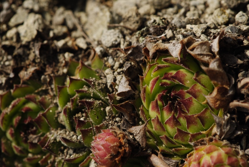 Sempervivum marmoreum ssp. matricum from Kováčovské kopce (Skaly)