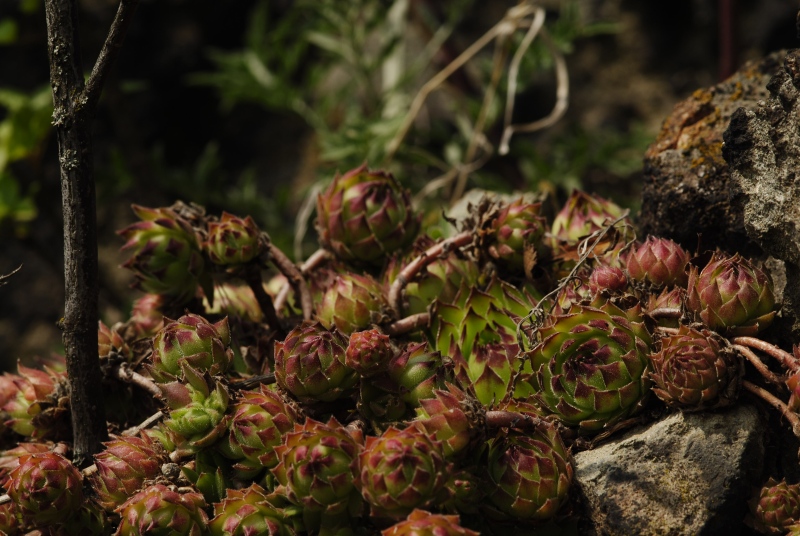Sempervivum marmoreum ssp. matricum from Kováčovské kopce (Skaly)