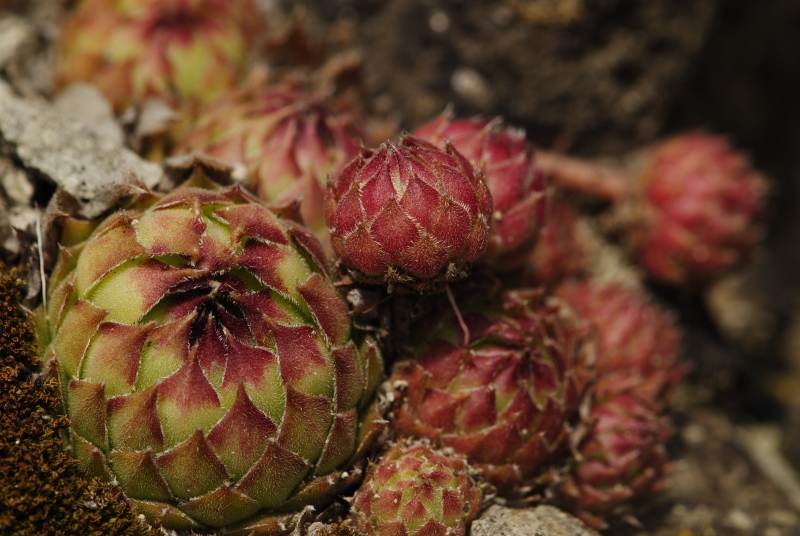 Sempervivum marmoreum ssp. matricum from Kováčovské kopce (Skaly)