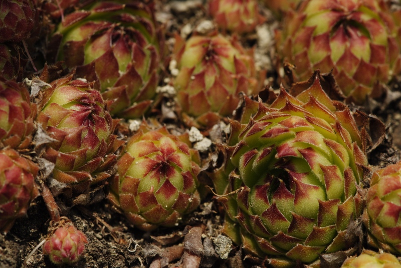Sempervivum marmoreum ssp. matricum from Kováčovské kopce (Skaly)