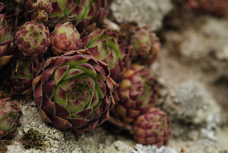 marmoreum ssp. matricum from Kováčovské kopce (Kováčov, Eisenbahn)