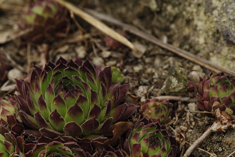 marmoreum ssp. matricum from Kováčovské kopce (Kováčov, Eisenbahn)