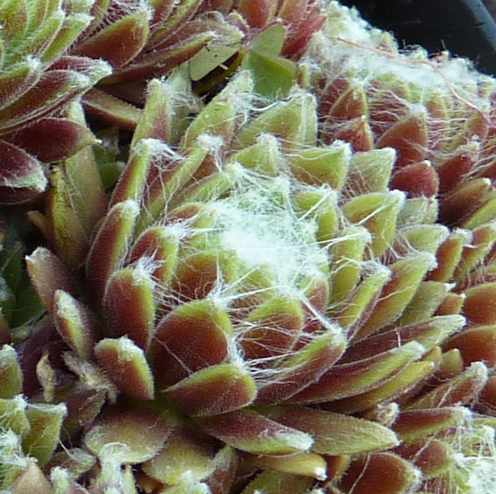 Pink Puff