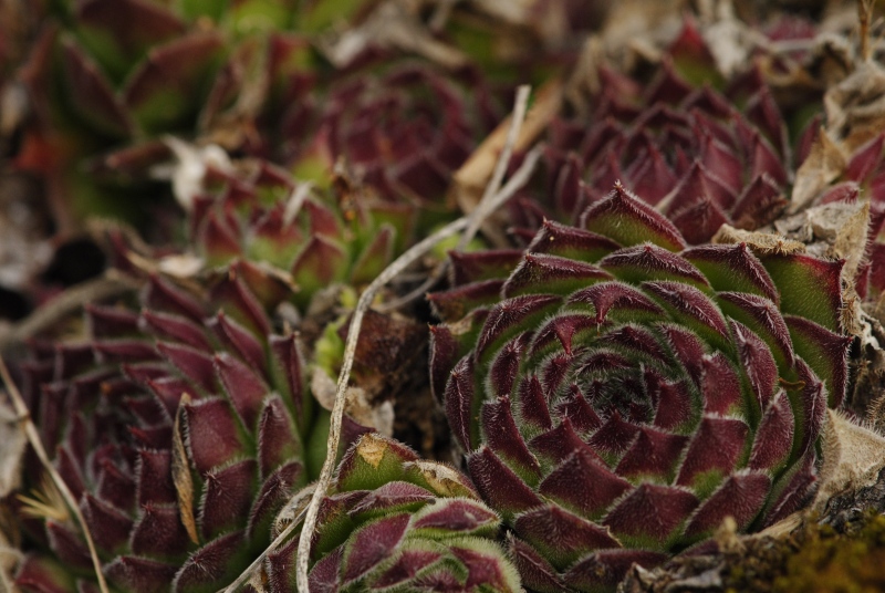marmoreum ssp. matricum – Kesztölc, Kétágú-hegy
