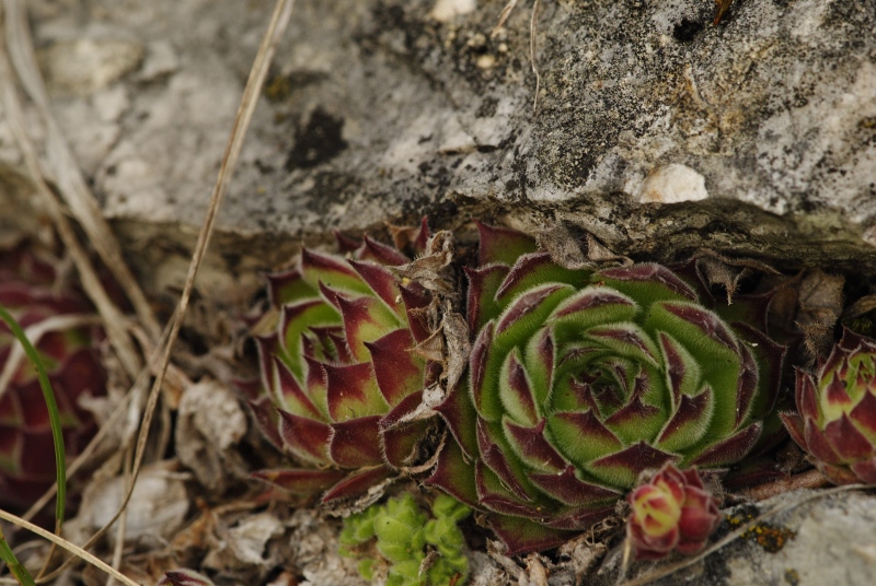 marmoreum ssp. matricum – Kesztölc, Kétágú-hegy