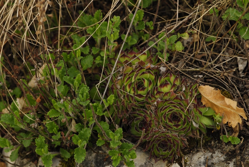 marmoreum ssp. matricum – Kesztölc, Kétágú-hegy