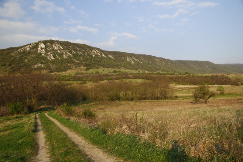 marmoreum ssp. matricum – Kesztölc, Kétágú-hegy