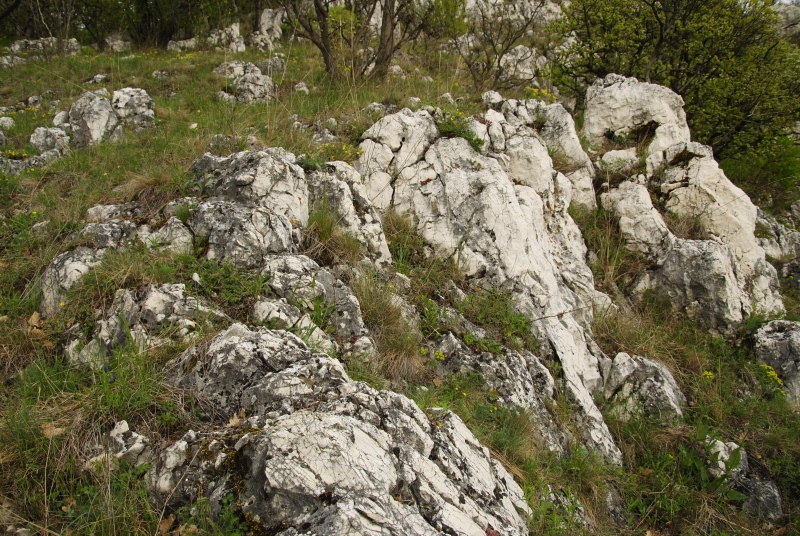 globiferum ssp. hirtum from Kesztölc, Kétágú-hegy