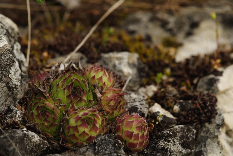 marmoreum ssp. matricum – Kesztölc, Kétágú-hegy