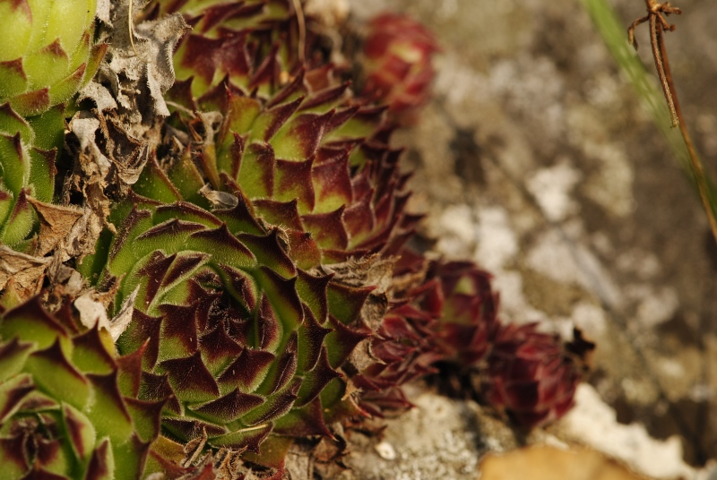 marmoreum ssp. matricum – Kesztölc, Kétágú-hegy