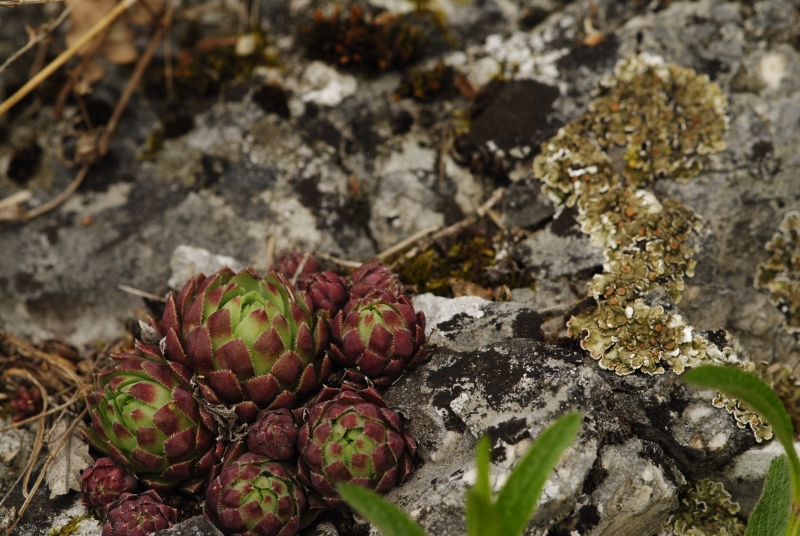 globiferum ssp. hirtum from Kesztölc, Kétágú-hegy