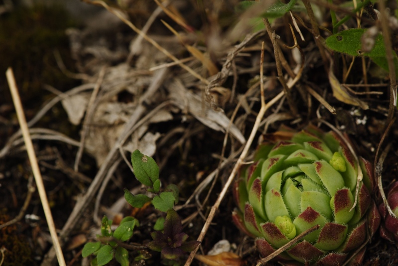 globiferum ssp. hirtum from Kesztölc, Kétágú-hegy