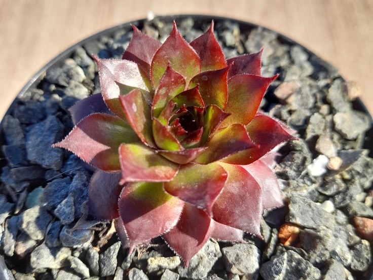 Dragon's Eye